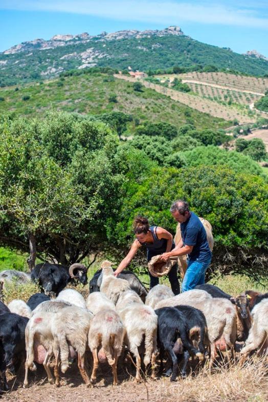 לינה וארוחת בוקר Sarragia Ferme De Roccapina מראה חיצוני תמונה